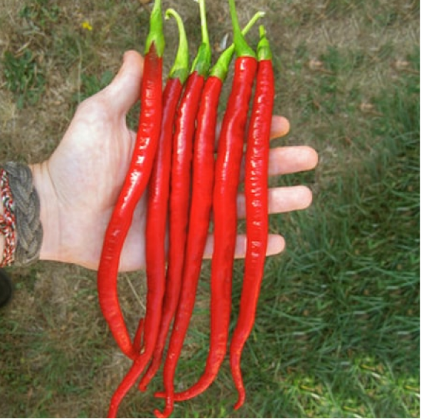 Nadir Uzun Sivri Kırmızı Tatlı Biber Tohumu 10 Tohum + Süpriz Hed - Resim 2