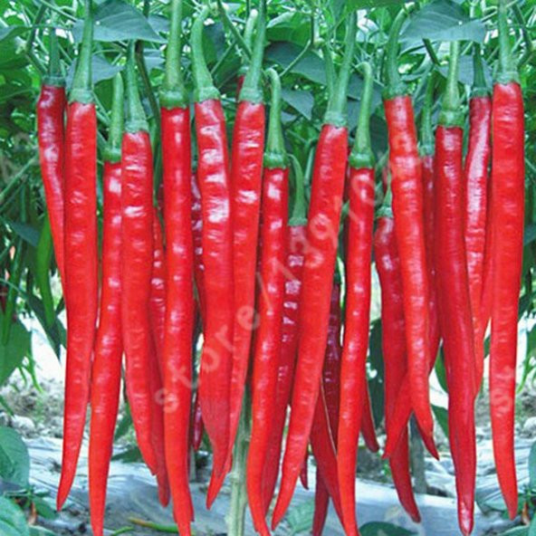 Nadir Uzun Sivri Kırmızı Tatlı Biber Tohumu 10 Tohum + Süpriz Hed - Resim 3