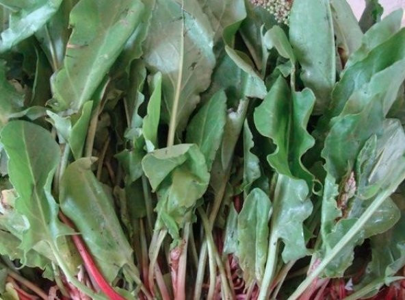 Ekşiotu Tohumu Kuzu Kulağı Tohumu Ekşiotu Tohumu 100 Tohum +Süpr - 2