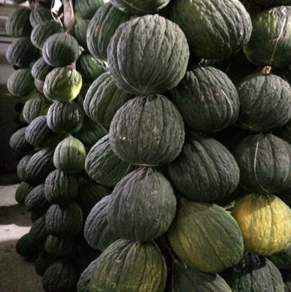 Siyah Kışlık Kavun Tohumu 15 Tohum + Süpriz Hediye Tohum - Resim 2