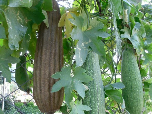 Lif Kabağı Tohumu 3 Tohum Kabak Tohumu + Süpriz Hediye Tohum - 4