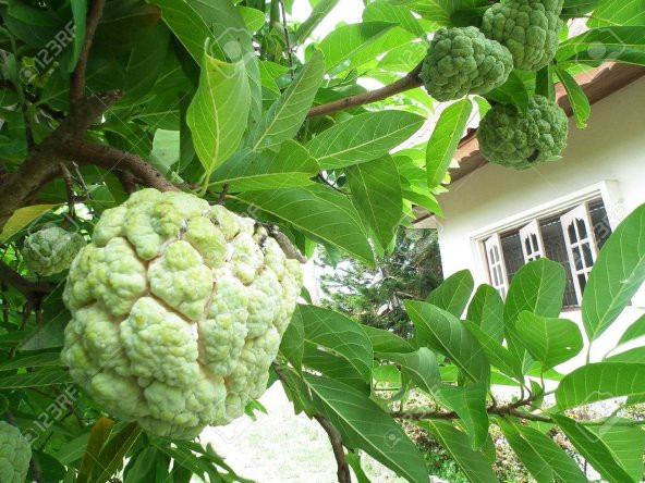 Sugar Apple Meyvesi Tohumu 3 Tohum + Süpriz Hediye Tohum - 3