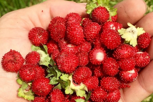 Yayılıcı Dağ Çileği Tohumu 10 Tohum Çilek Tohumu +Süpriz Hediye - Resim 3
