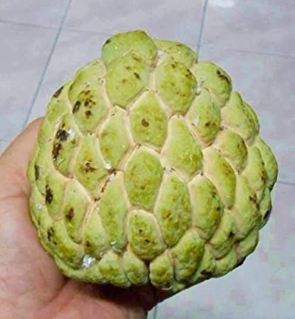 Sugar Apple Meyvesi Tohumu 3 Tohum + Süpriz Hediye Tohum - 4