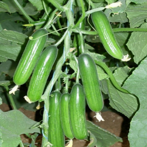 Bol Verim Erkenci Badem Salatalık Tohumu 10 Tohum +Süpriz Hediye - 3