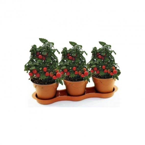 Saksılık Domates Tohumu Ekim Seti 10 Tohum + Saksı + Toprak