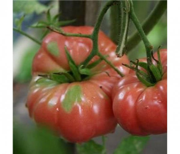 İri Erkenci Domates Tohumu Ekim Seti 10 Tohum +Saksı+Toprak - 2