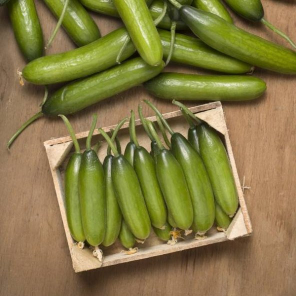 Bol Verim Erkenci Badem Salatalık Tohumu 10 Tohum +Süpriz Hediye - 4