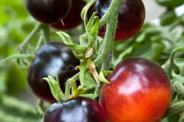 Nadir İthal Çikolata Domates Tohumu 5 Tohum + Süpriz Hediye - 2