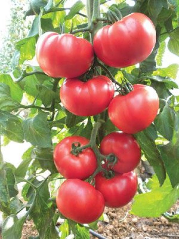 İri Erkenci Domates Tohumu Ekim Seti 10 Tohum +Saksı+Toprak - 3