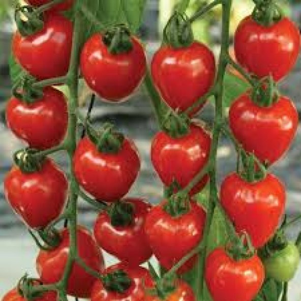 Nadir Çilek Domatesi Tohumu Domates Tohumu 5 Tohum + Süpriz - 3