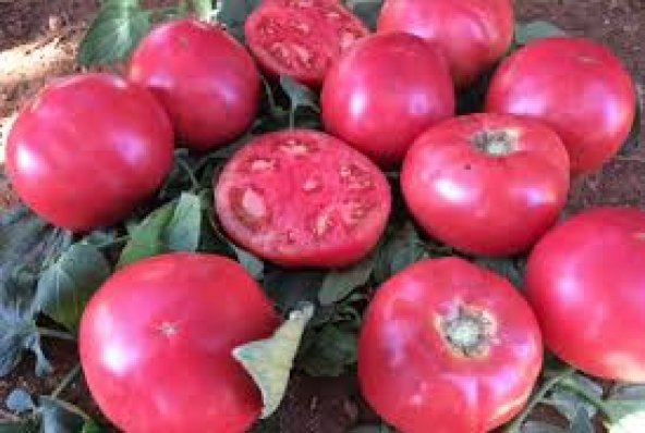 Nadir İri Pembe Domates Tohumu 10 Tohum + Süpriz Hediye Tohum - 3