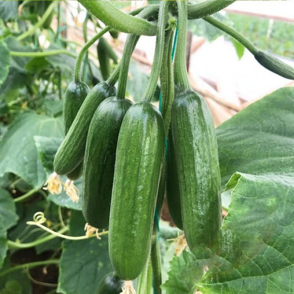 Bol Verim Erkenci Badem Salatalık Tohumu 10 Tohum +Süpriz Hediye - 5