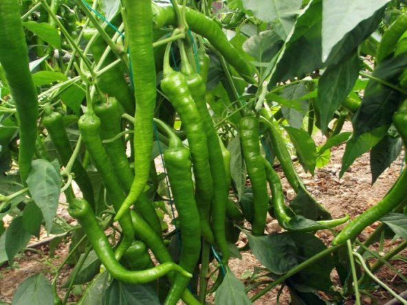 Acı Demre Biber Tohumu 10 Tohum Demre Biberi +Süpriz Hediye - Resim 2