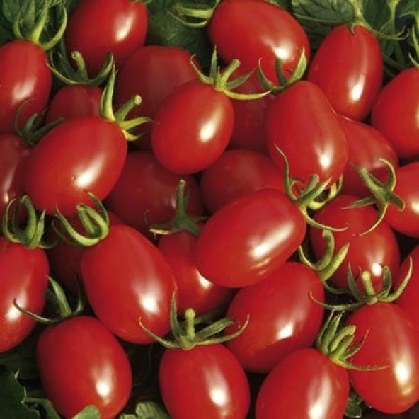 Saksılık Zeytin Domates Tohumu + Süpriz Hediye Tohum - 3