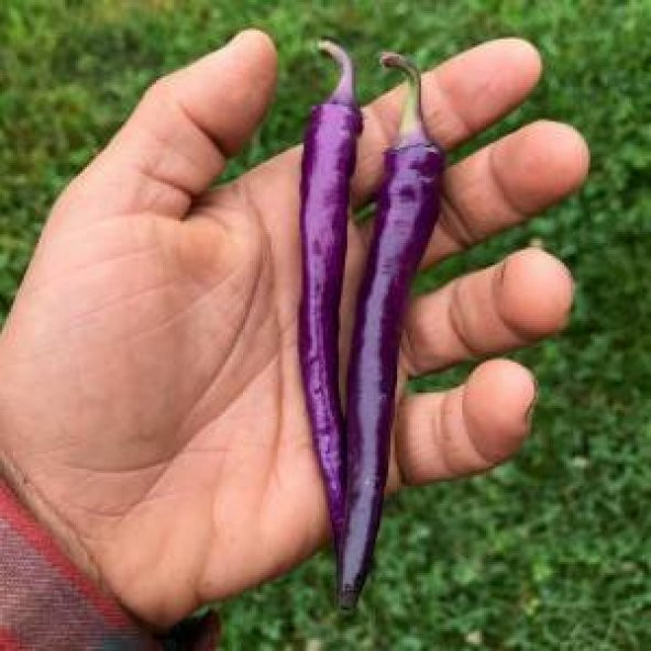 Acı Mor Biber Tohumu 5 Tohum + Süpriz Hediye Sebze Tohumu - 2