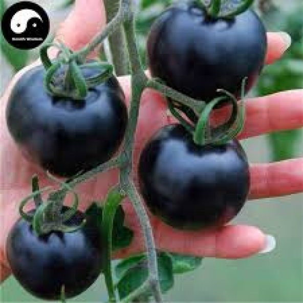 Black Domates Siyah Domates Tohumu 5 Tohum + Süpriz Hediye Tohum - 4