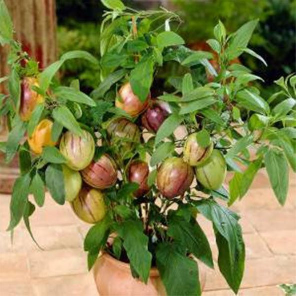 Nadir İthal Pepino Tohumu 5 Tohum + Süpriz Hediye Tohum - 2
