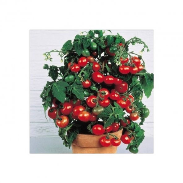 Saksılık Domates Tohumu Ekim Seti 10 Tohum + Saksı + Toprak - 4