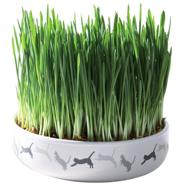 İthal Kedi Çimi Tohumu 30 Gram Çim Tohumu + Süpriz Hediye Tohum - 3