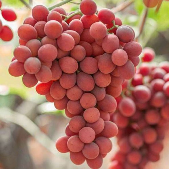 Pembe Kafkas Üzümü Tohumu Üzüm Tohumu 5 Tohum + Süpriz Hediye - 2
