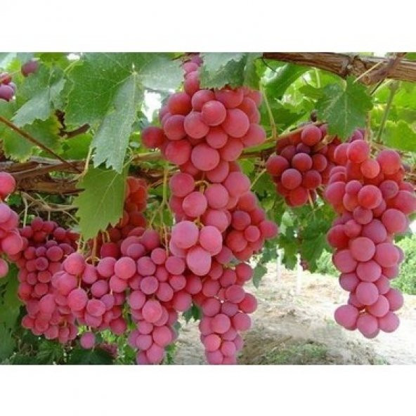 Pembe Kafkas Üzümü Tohumu Üzüm Tohumu 5 Tohum + Süpriz Hediye - 3