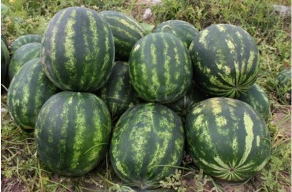 Adana Karpuzu Tohumu 5 Tohum Karpuz Tohumu + Süpriz Hediye Tohum - 3