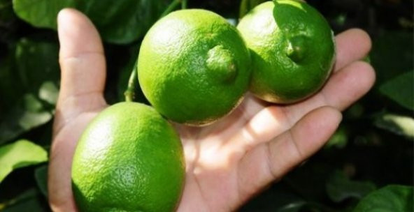 Misket Lime Limon Tohumu 3 Tohum + Süpriz Hediye Tohum - Resim 2