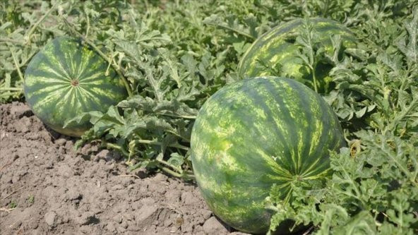 Adana Karpuzu Tohumu 5 Tohum Karpuz Tohumu + Süpriz Hediye Tohum - 4