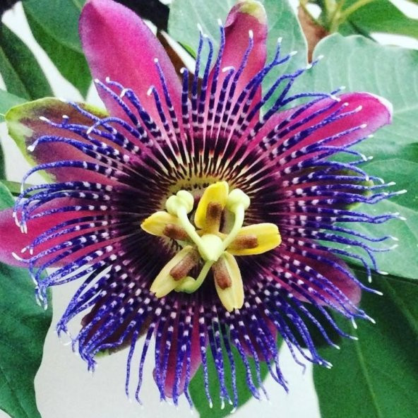 Quadrangularis Passiflora Tohumu Ekim Seti 3 Tohum +Saksı +Toprak