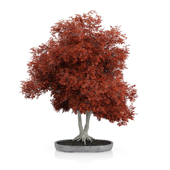Enkiantus Bonzai Ağacı Tohumu 5 Tohum + Süpriz Hediye Bonsai Tohu