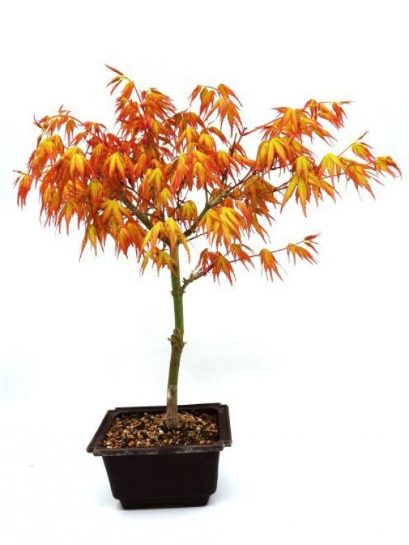 Katsura Bonzai Ağacı Tohumu Ekim Seti 5 Tohum +Saksı+Toprak