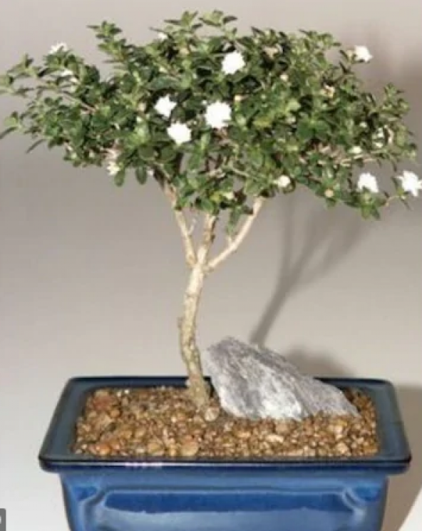 Beyaz Gül Bonzai Ağacı Tohumu 5 Tohum + Süpriz Hediye Bonsai Tohu - 2