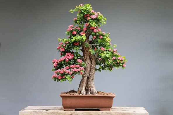 Pembe Gül Bonzai Ağacı Tohumu Ekim Seti 5 Tohum +Saksı+Toprak - 2