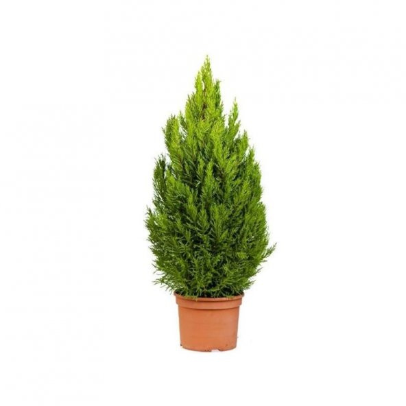 Limon Servi Bonsai Ağacı Tohumu 5 Tohum + Süpriz Bonsai Tohumu - 2