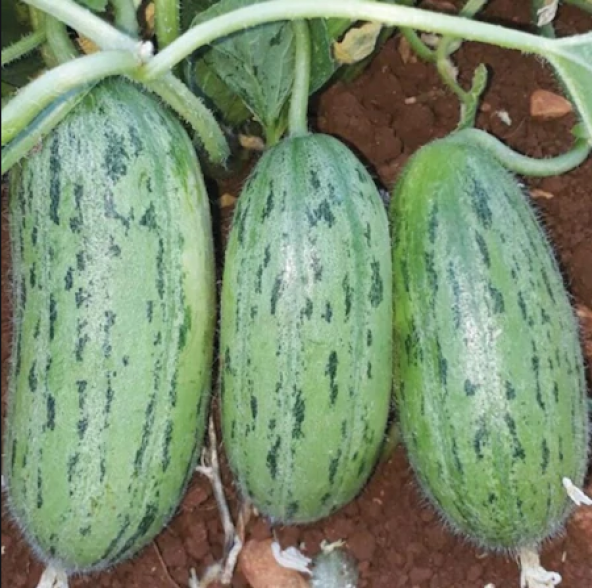 Yeşil Çin Acuru Tohumu Acur Tohumu 5 Tohum + Hediye Süpriz Tohum