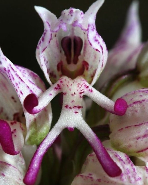 İnsan Orkidesi Tohumu Orkide Tohumu 5 Tohum + Süpriz Hediye Tohum