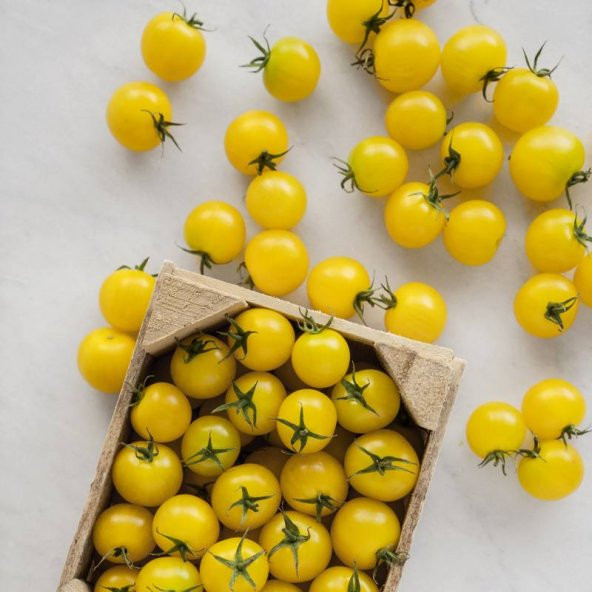 Cherry Saksılık Sarı Domates Tohumu 5 Tohum + Süpriz Hediye Tohu - Resim 3