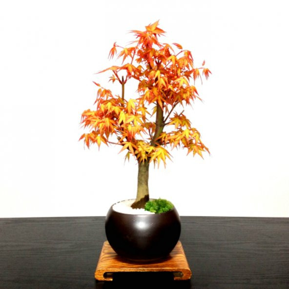 Katsura Bonzai Ağacı Tohumu Ekim Seti 5 Tohum +Saksı+Toprak - 2