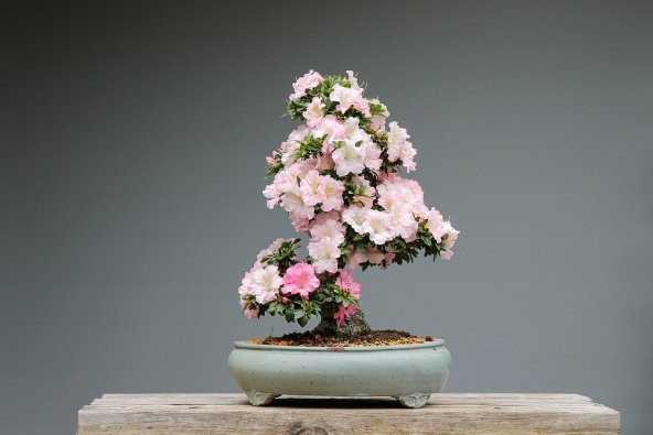 Pembe Gül Bonzai Ağacı Tohumu Ekim Seti 5 Tohum +Saksı+Toprak - 3