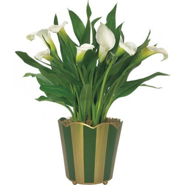 Nadir Calla Lily Çiçeği Tohumu 10 Tohum + Süpriz Hediye Tohum - 2