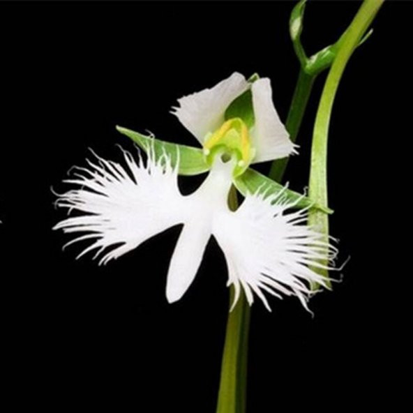 Japon Radiata Orkide Çiçeği Tohumu 5 Tohum + Süpriz Hediye