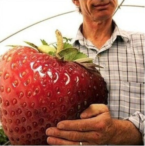Güney Amerika Dev Çilek Tohumu Çilek Tohumu 10 Tohum + Süpriz Hed - 3