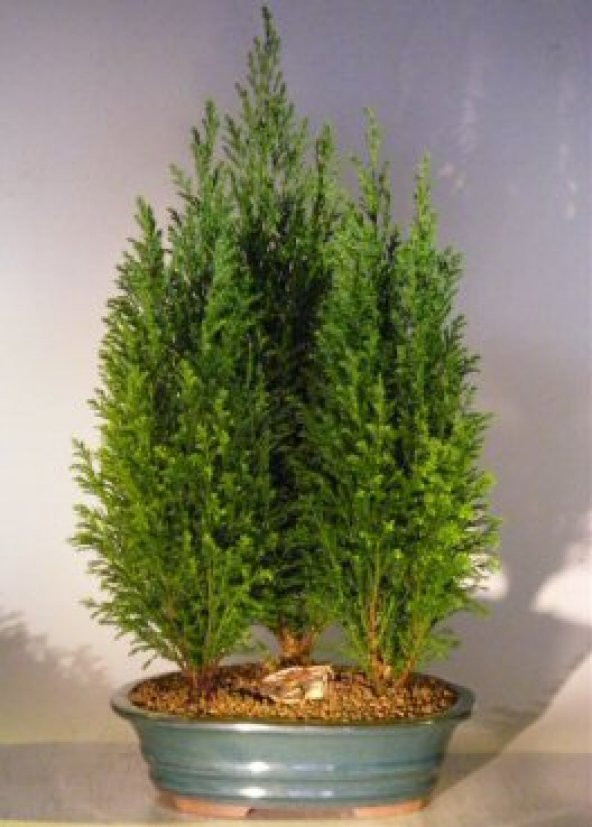 Cupressus Bonzai Ağacı Tohumu 5 Tohum + Süpriz Bonsai Tohumu - 3