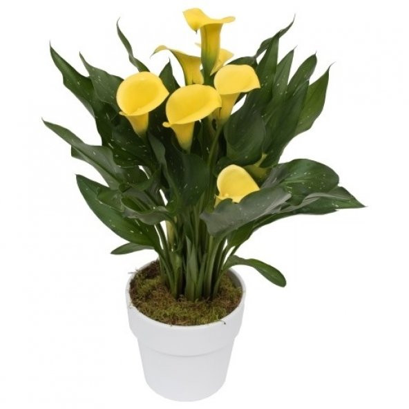 Nadir Calla Lily Çiçeği Tohumu 10 Tohum + Süpriz Hediye Tohum - 3