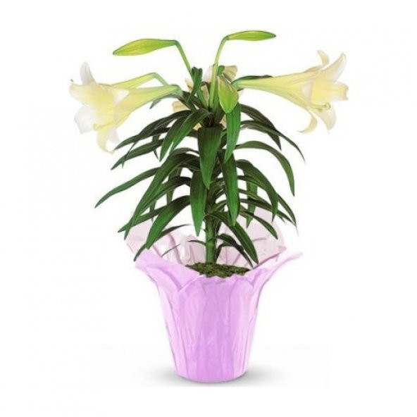 Japon Zambak Çiçeği Tohumu 3 Tohum + Süpriz Hediye Tohum - 3