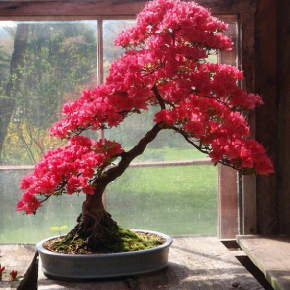 Enkiantus Bonzai Ağacı Tohumu Ekim Seti 5 Tohum +Saksı+Toprak - 3