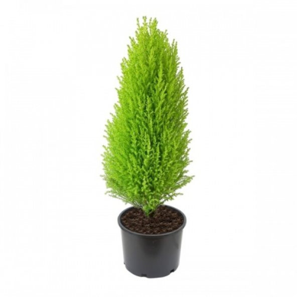 Limon Servi Bonsai Ağacı Tohumu 5 Tohum + Süpriz Bonsai Tohumu - 4
