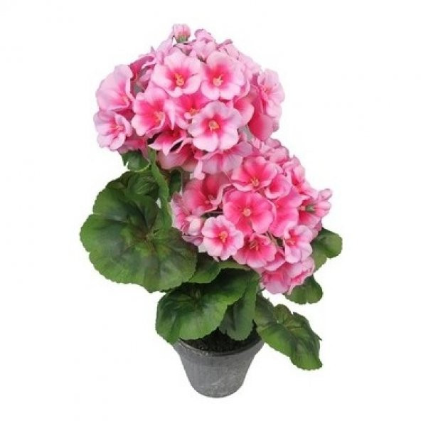 Pembe Çan Çiçeği Tohumu Ekim Seti 5 Tohum + Saksı+Toprak+Süpriz ürün görseli