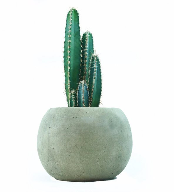 Peru Kaktüsü Tohumu Kaktüs Tohumu 5 Tohum + Süpriz Tohum - 3